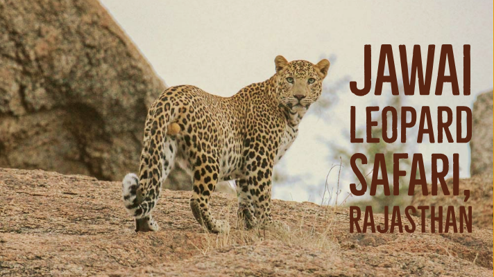 jawai leopard camp